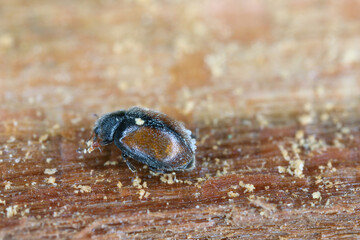 Conifer Ladybird (Scymnus suturalis), Coccinellidae. A predator that preys on aphids on coniferous...
