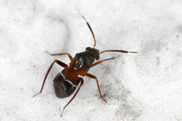Pilophorus cinnamopterus mirid bug on the wall of a building. It is a predatory insect that preys on aphids.
