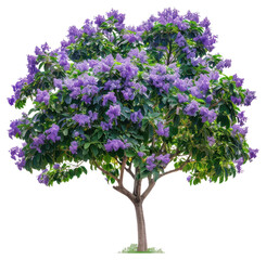 Obraz premium PNG Blooming jacaranda tree isolated