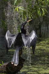 Anhinga in the Moss