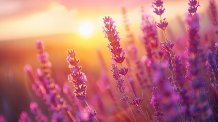 Vibrant Lavender Fields Glowing in the Warm Sunset Light