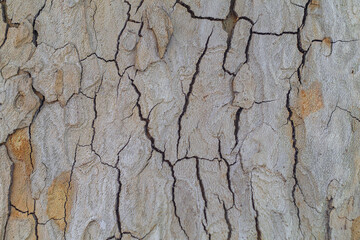 Light brown bark of a tree on a large trunk with close-up cracks. Blank background for artwork, natural textures and surfaces.