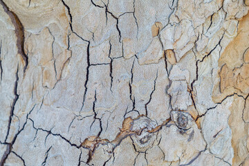 Light brown bark of a tree on a large trunk with close-up cracks. Blank background for artwork, natural textures and surfaces.