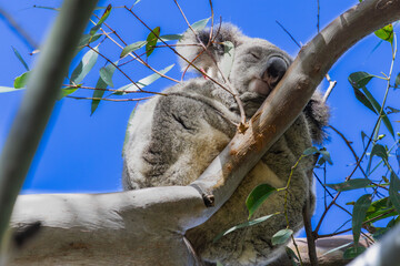 A Koala asleep on a branch 