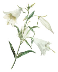 Obraz premium PNG Elegant white lily illustration