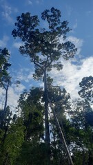 ironwood trees in the interior of the forests of Central Kalimantan, Indonesia