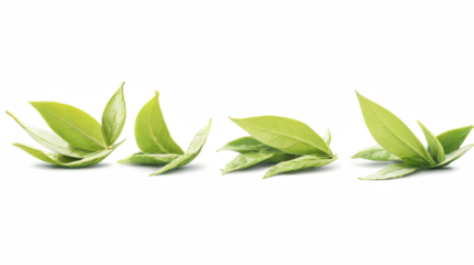 Green tea leaf isolated on transparent background