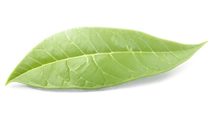 Obraz premium Green tea leaf isolated on transparent background