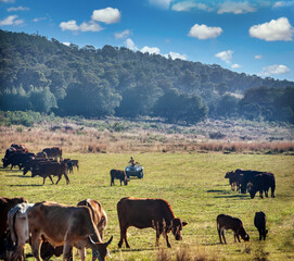boy on a quad bike herding the cattle on the grazing ground © poco_bw