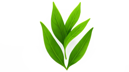 Green tea leaf isolated on transparent background