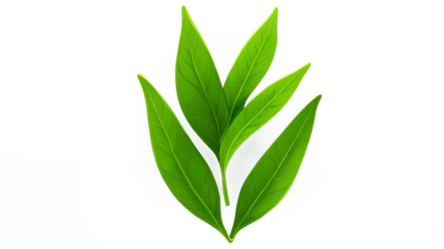 Green tea leaf isolated on transparent background