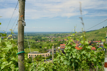 Obraz premium Wine Vineyards in Scenic Rebland Baden-Baden Countryside