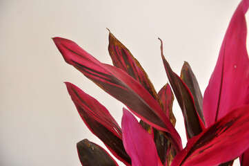 Dracena vermelha plantas de sol pleno folhas vermelhas 