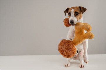Jack Russell Terrier dog holds a plush poodle toy in his teeth on a white background. 