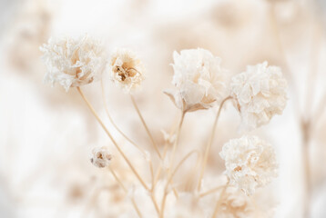 Romantic gypsophila beige white flowers bouquet with white background macro