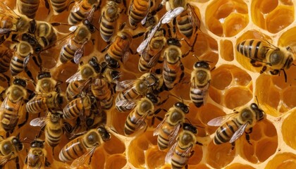 Close-Up of Honey Bees on Honeycomb: Detailed View of a Beehive with Busy Bees and Honey Cells