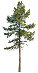 A tall pine tree, white background, isolated image, centered composition, professional photography