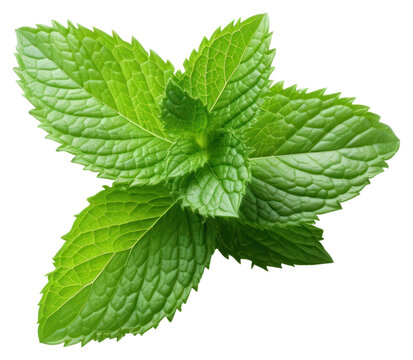 PNG  Fresh green mint leaves isolated