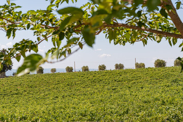 Tuscany's Serene Vineyard Vista