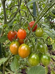 Homemade tomatoes ripen on a bush branch. Green and red tomatoes growing in a garden bed, close-up.