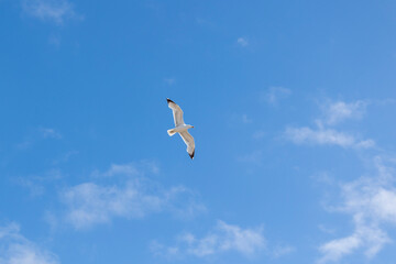 A seagull is gracefully soaring in a clear blue sky with a few scattered clouds on a sunny day, capturing the essence of freedom, peace, and nature in this serene view.