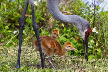Sand Hill Crane with Babies © Lisa