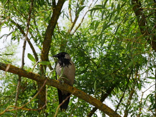 A gray crow sits on a willow branch..