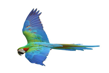 Colorful flying Harlequin Macaw parrot isolated on transparent background png file