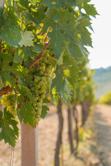 Close-Up of Grape Clusters in Tuscany