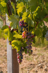 Colorful Grapes Ripening on the Vine