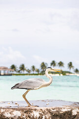 gray heron, ocean, island, exotic vacation