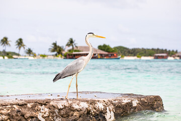 gray heron, ocean, island, exotic vacation