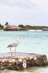 gray heron, ocean, island, exotic vacation