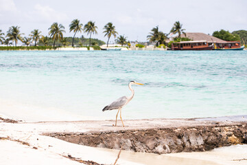 gray heron, ocean, island, exotic vacation