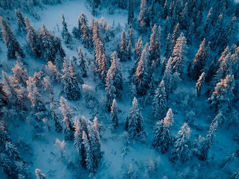 Sun-Kissed Winter Forest in Ringebu, Norway