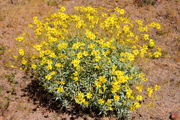 Central Sonora Desert Arizona Wildflowers
