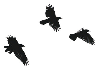 Fototapeta premium Flying black crows silhouette png