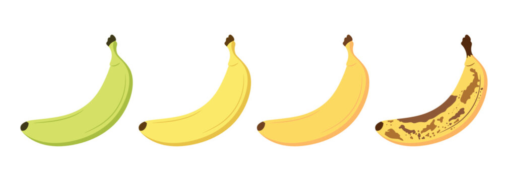 Banana ripeness stages set. From green underripe banana to overripe banana with brown spots. Fresh ripe and organic rotten fruit. Vector illustration