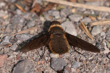 Bee Fly on summer afternoon