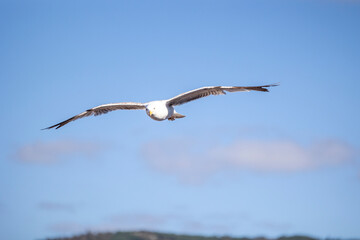 A seagull is gracefully soaring in a clear blue sky with a few scattered clouds on a sunny day, capturing the essence of freedom, peace, and nature in this serene view.