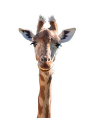 Naklejka premium Girafe adulte vue de face, long cou élancé, pelage tacheté brun et beige, grandes oreilles, regard curieux