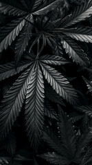 Monochromatic black cannabis leaves background with intense dramatic lighting