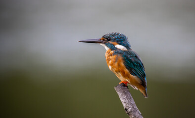 Common kingfisher on the branch tree animal portrait.