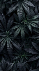 Monochromatic black cannabis leaves background with intense dramatic lighting