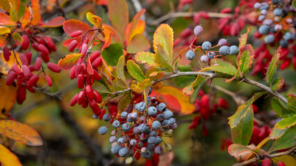 red and yellow flowers