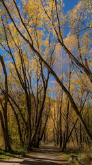 Fototapeta premium trees in autumn