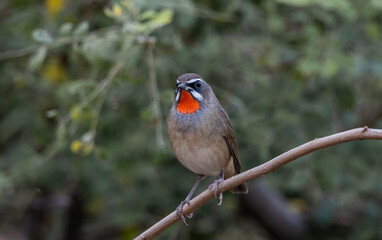 Siberian Rubythroat animal portrait close up shot.