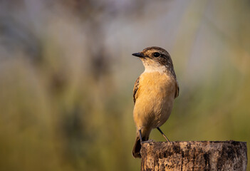 Eastern Stonechat (Female) animal portrait close up shot.