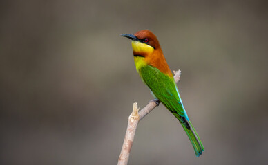 Chestnut-headed Bee-eater on the branch close up shot.