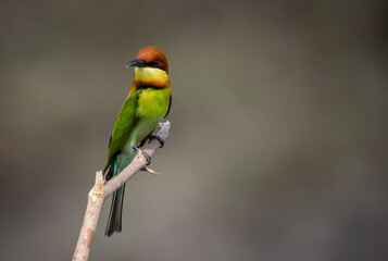 Chestnut-headed Bee-eater on the branch close up shot.